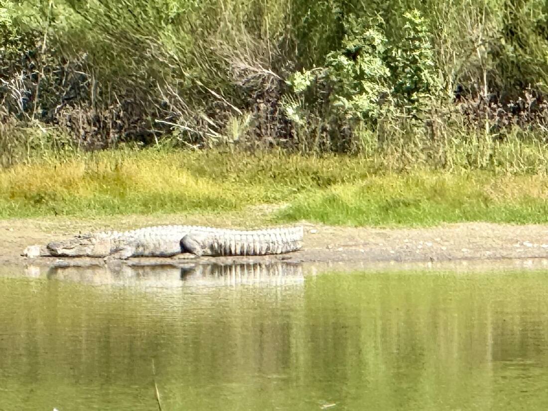 A black alligator resting on the bank