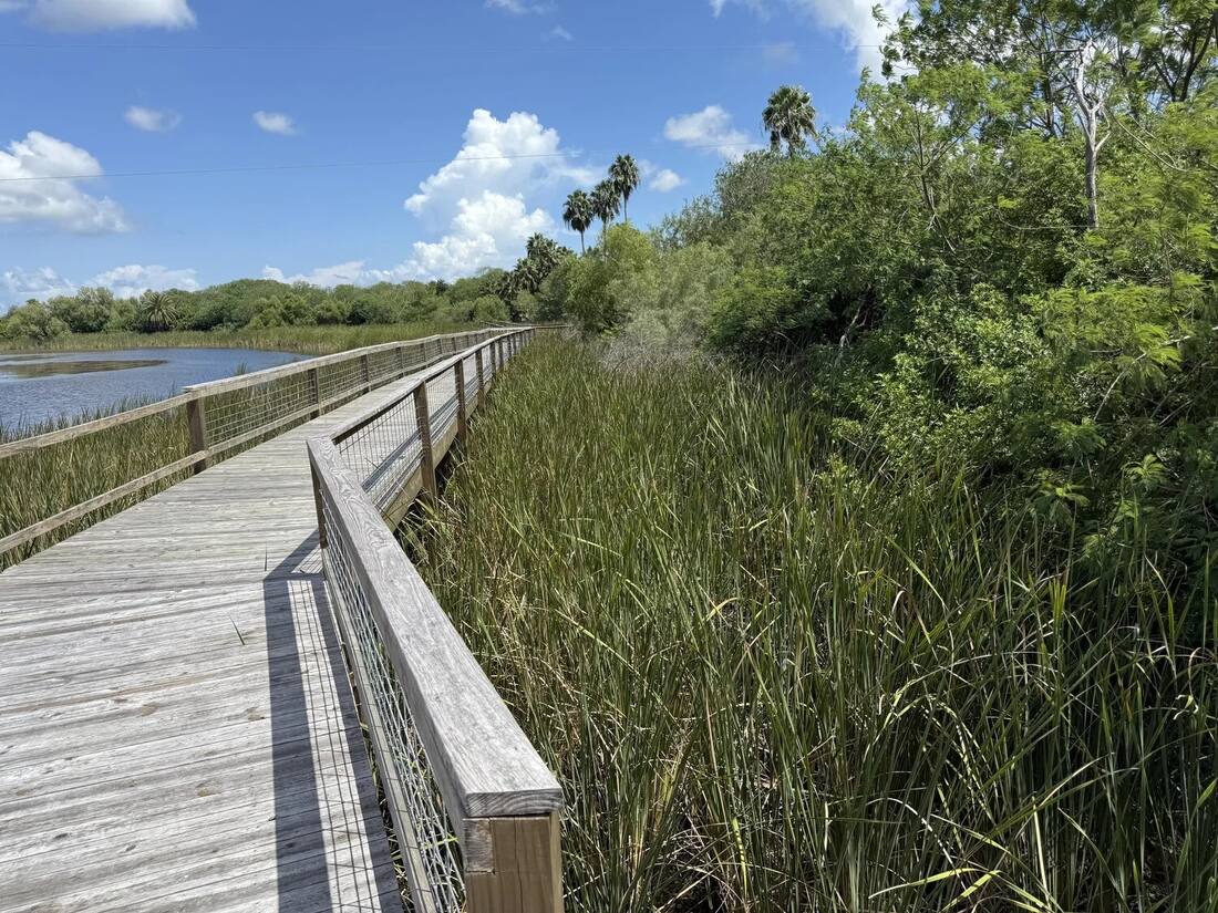 The boardwalk stretching over the resaca