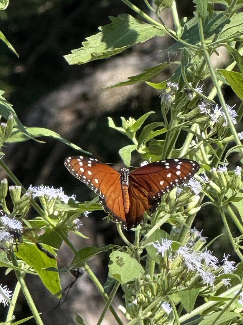 A queen butterfly on white wildflowers