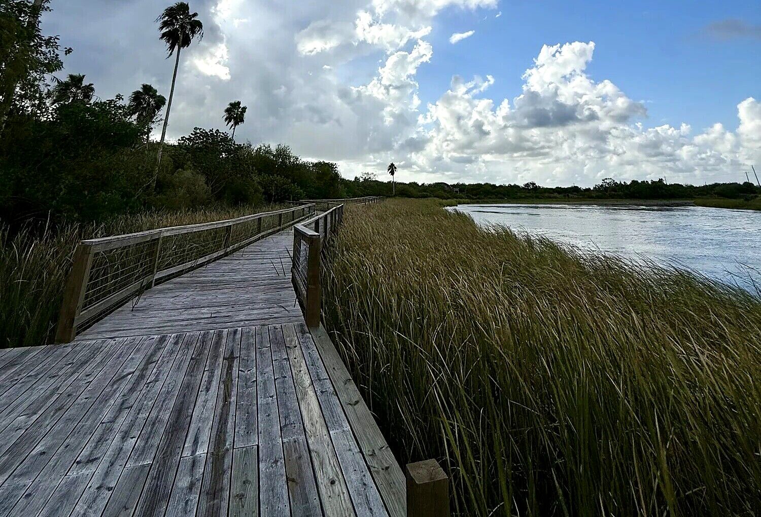 The boardwalk at Black Gator Honey winding past sabal palms and marsh grass under a big South Texas sky