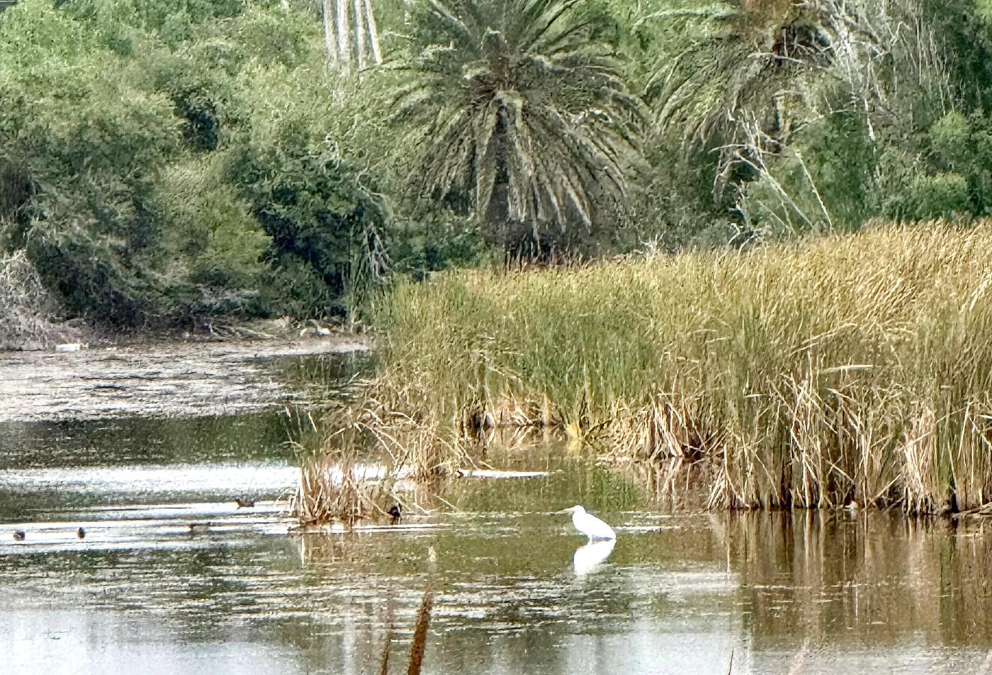 The land, wide open: golden light on the resaca with a palm and an egret