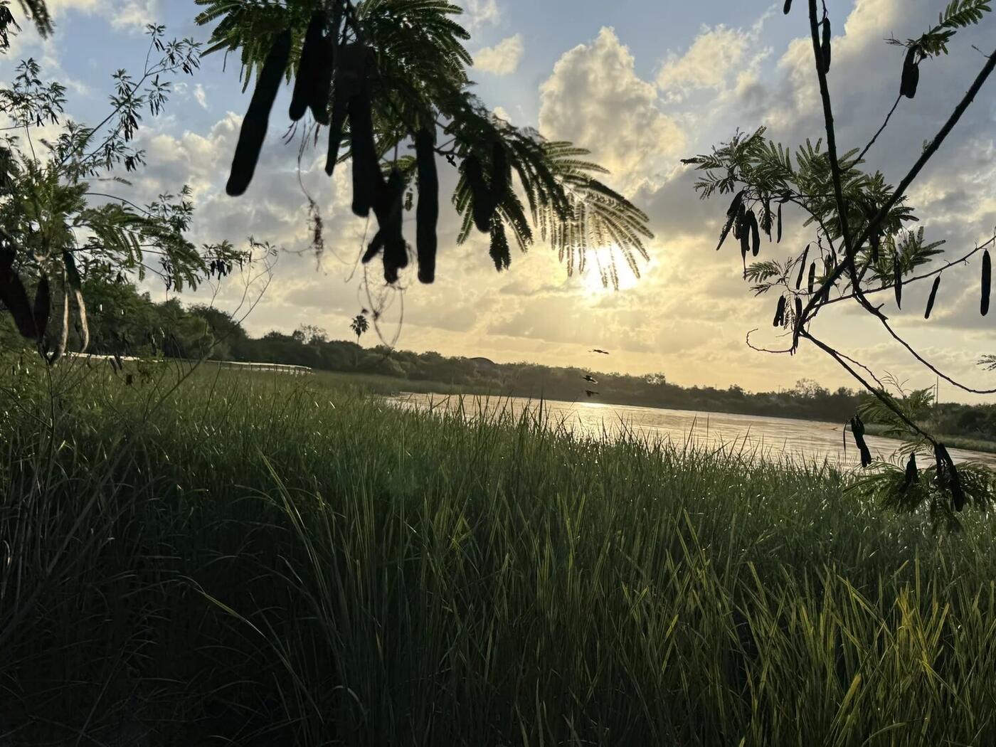 Sunset through the trees over the water
