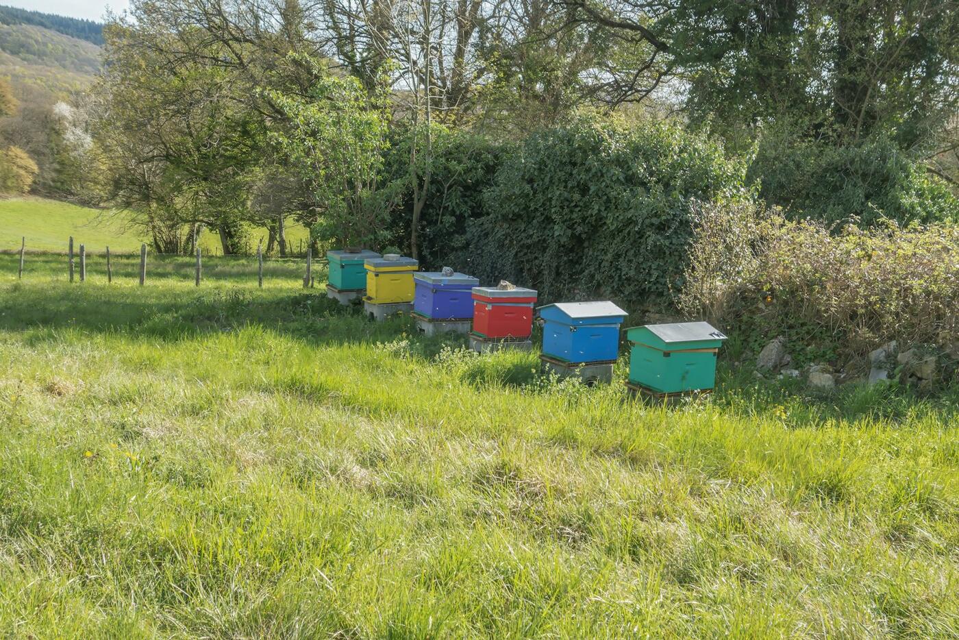 Tending the colorful hives in the field